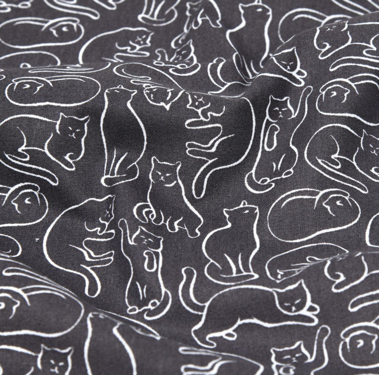 Chats gris anthracite