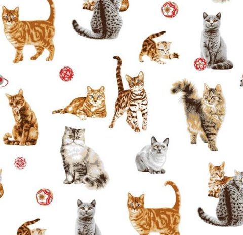 Chats colorés