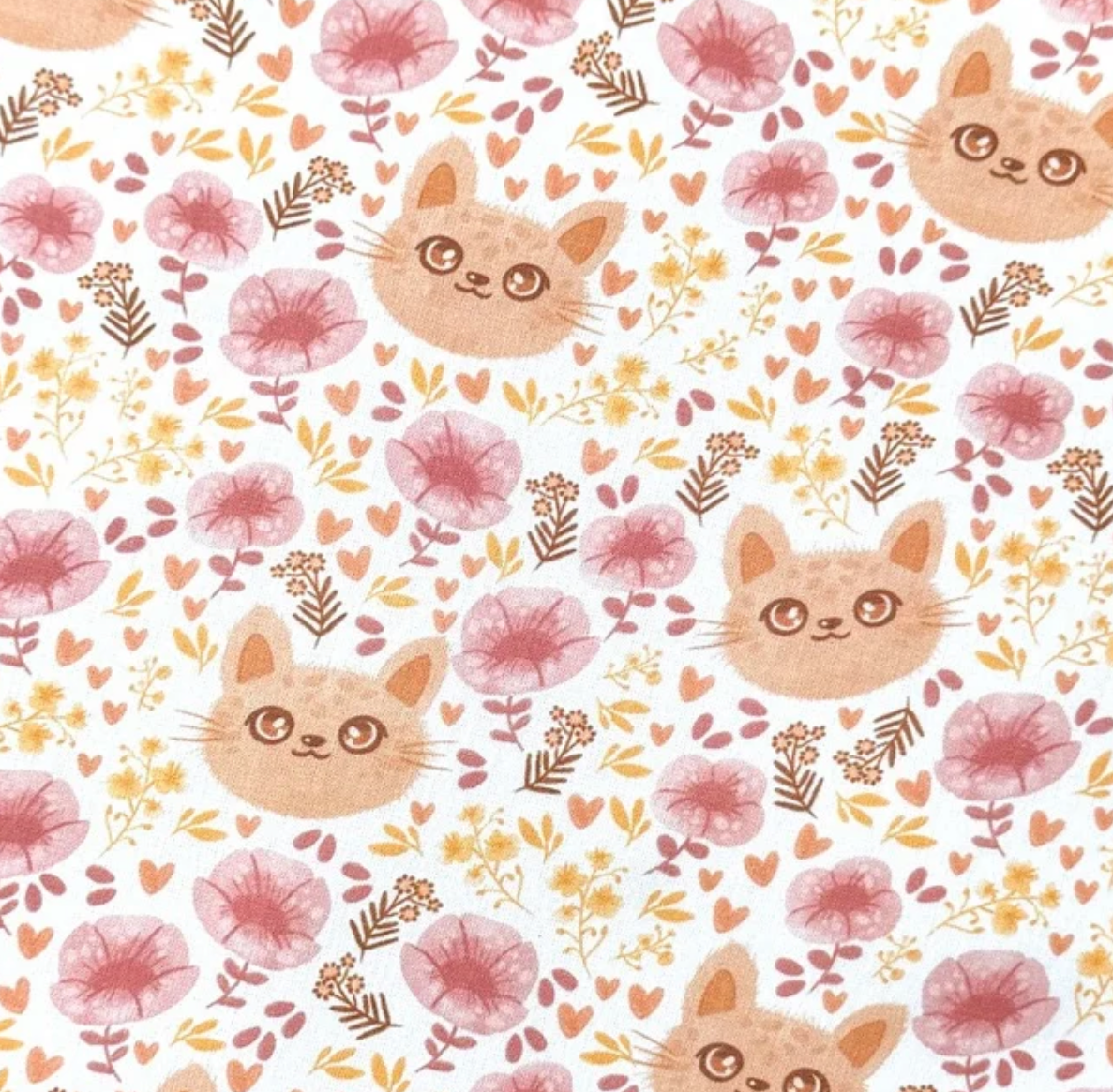 Chat abricot-rose
