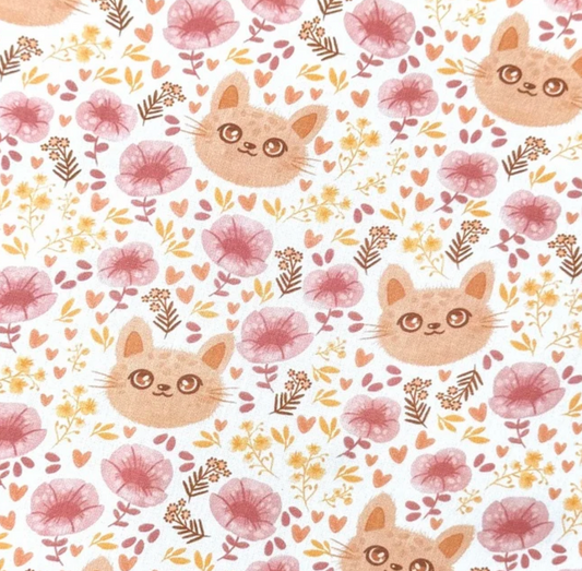Chat abricot-rose